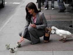 animal-factbook:Ducks earn their income through casual stealing