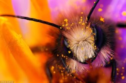bee-high:  Help save these beautiful creatures that are so essential