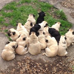 Pugs galore i couldn’t even imagine having this many of