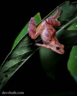 rhamphotheca:  Chorus Frogs (genus Pseudacris*)  … are cool-weather