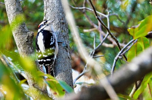 birbmania:  Downy woodpecker, male …   Trap Pond State Park,