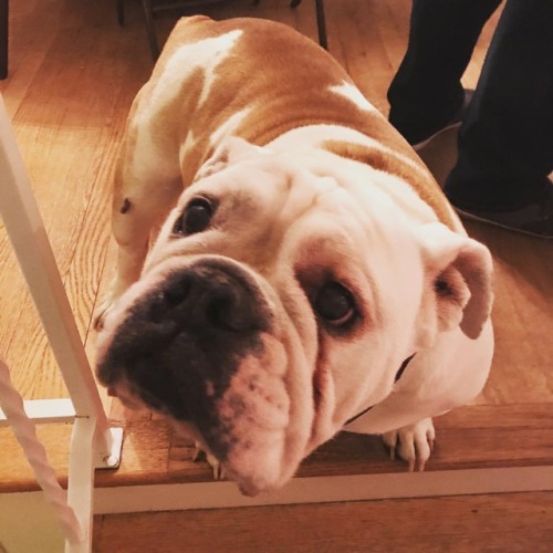 <p>#dogsimeetathanukkah This is Eli. Pastimes include circling the living room to keep from getting stove up (he’s 11) and helping light the menorah. #festivaloflights #bulldogsofig  (at Nashville, Tennessee)</p>