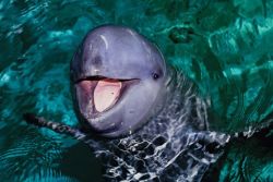 sixpenceee:  The Irrawaddy dolphin is a species of oceanic dolphin