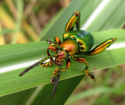 rhamphotheca:  our-lips-locked: Frog Beetle (Sagra buqueti) male,