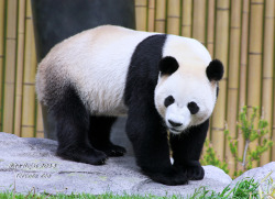 giantpandaphotos:  Da Mao at the Toronto Zoo in Toronto, Canada,