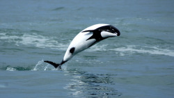 seriouslycetacean:Commerson’s dolphin jumping (by crespokike)