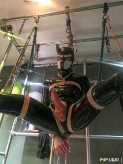 puploki:  When dogs fly@puptyler