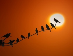 Birdsong at sunrise