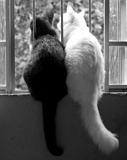 coisasdetere:  Gatos clássicos - Preto & Branco.