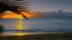 0ce4n-g0d:  Hawaii Sunset & Sea Animals GIF’s made by me