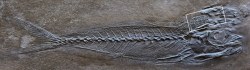 griseus:  30 MILLION YEAR OLD FISH FOSSIL REVEALS EVOLUTION OF
