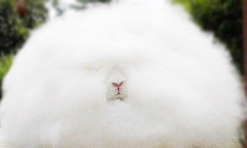 bambiibangbang:  Life has its ups and downs but these Angora rabbits will always be here for you. 