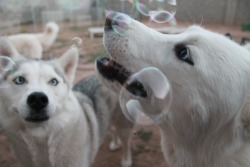 6woofs:  flushy-the-fish:  6woofs:  Their faces, I just can’t