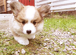 aplacetolovedogs:  Cute Corgi puppy coming to check you out!