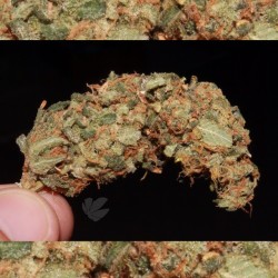 weedporndaily:  #florida #nug #weedporndaily #stayregular #superstoners