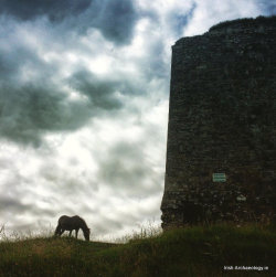 irisharchaeology:    A horse grazing beneath the walls of Minard