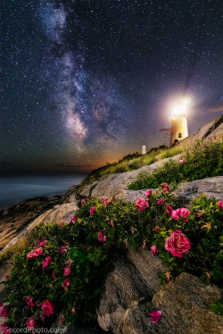 drxgonfly: The Roses of Pemaquid Point (by Jon Secord) 