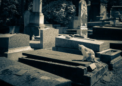 Cimetière de Montmartre. Paris. Photo by Amber Maitrejean