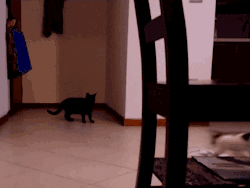 cineraria:  突進してきた子ネコを 「パルクール」でかわす猫がちょっとカッコイイｗ