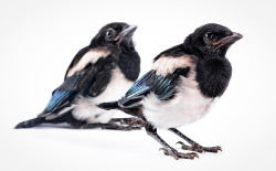 deviantbirds:  Siblings by ~Wordup 