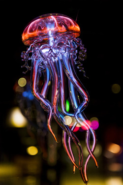 apolonisaphrodisia:  Neon jellyfishPhoto : Tambako The Jaguarhttp://www.pinterest.com/pin/148900331405378619/