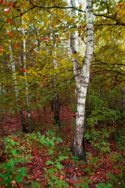 isawatree:  Autumn birch by  Inna Petrova 
