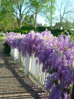 flowersgardenlove:  Wisteria on a fence, Flowers Garden Love