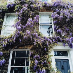homerics:  dreamy wisteria in london ♥ 