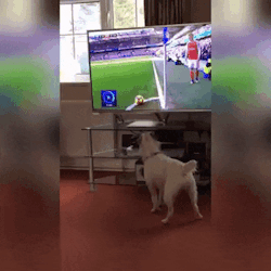 GIF87a