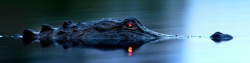 awkwardsituationist:  an alligator has a tapetum lucidum at the