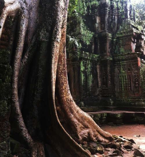 Angkor Wat and Ta Prohm temples