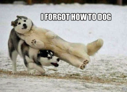twiggy114:  sofapizza:  tastefullyoffensive:[via] dogs bark,