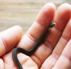 shadowkira:  Baby Northern Water Snake 