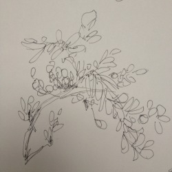 heroko:  gestural drawings of plants