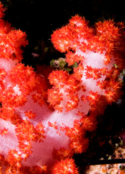 amnhnyc:  See soft corals, squids, and other sea creatures come