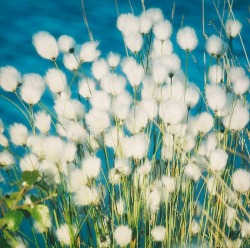 wasbella102:  Cotton Grass. by Julia DÃ¡vila Lamp 