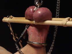 brutal-cock-ball-torture:  Brutal Cock & Ball Torture Other