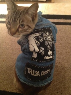 alltimebestfriend:  HERE is a collection of cats wearing punk