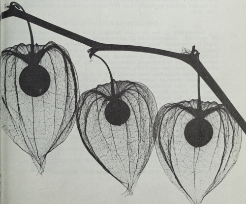 nemfrog:  X-rays of Chinese Lantern plant flowers by Albert G.