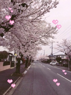 sugar-honey-iced-tea:  My friend shared his pictures of Sakura