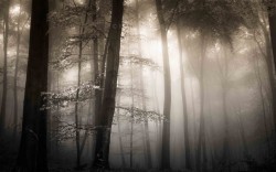 sapphire1707:  Fog by MF-Photography