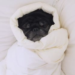 ilovepugs4ever:  HOT OFFER, CLICK HERE 