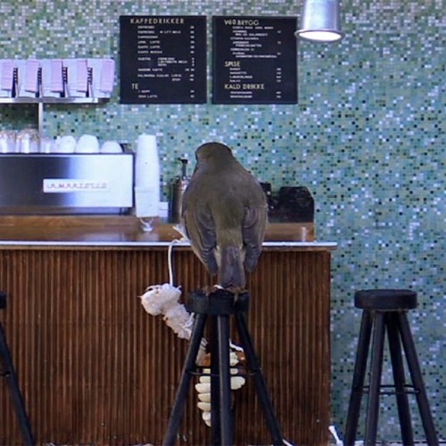 archiemcphee:  Norway has just emerged as a challenger for Japan’s title as Masters of Awesome Cuteness. These photos were taken on the set of “Piip-Show”, a live reality tv show following the lives of a cast comprised of wild birds and the occasional