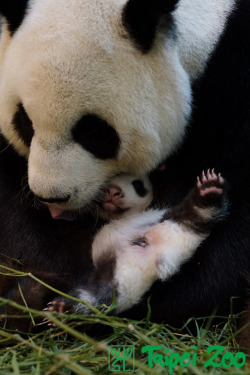 giantpandaphotos:  Yuan Yuan and her cub, nicknamed Yuanzai,