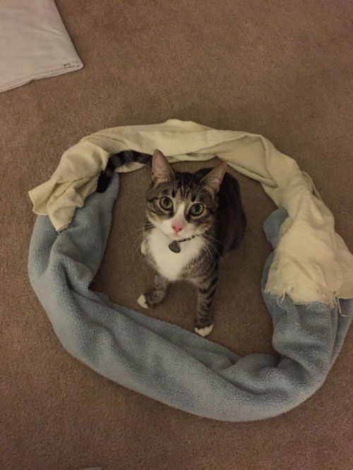 nonefucked:  catsbeaversandducks:  Cat Circles, the amazing phenomenon in which a cat will deliberately sit in a circle on the floor. Photos via Reddit  the last one 