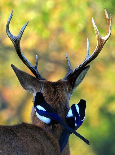 Hitchin’ a ride (deer and magpies)