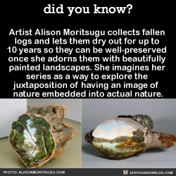 did-you-kno:  Artist Alison Moritsugu collects fallen  logs and