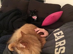 just-grasping-at-straws:Cat cuddle puddle on the couch!