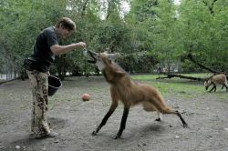 everythingfox:  specialability:  everythingfox:The maned wolf,