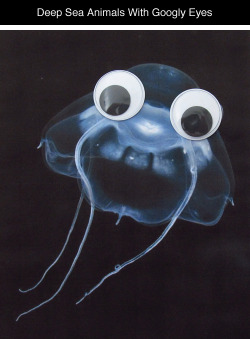 thedinosaurprince:  tastefullyoffensive:   Deep Sea Animals With